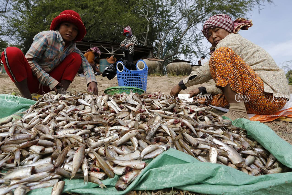 Fishers in Kandal province sort through and clean “riel”fish, which will be used to produce “prahok,” a popular Cambodian fermented fish paste. Panha Chhorpoan