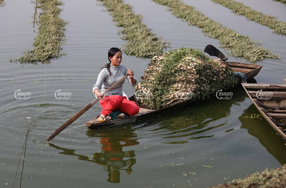 A Phnom Penh resident harvests vegetables on the remnants of wetlands in southern Phnom Penh that is being developed by ING Holdings. CamboJA/Pring Samrang