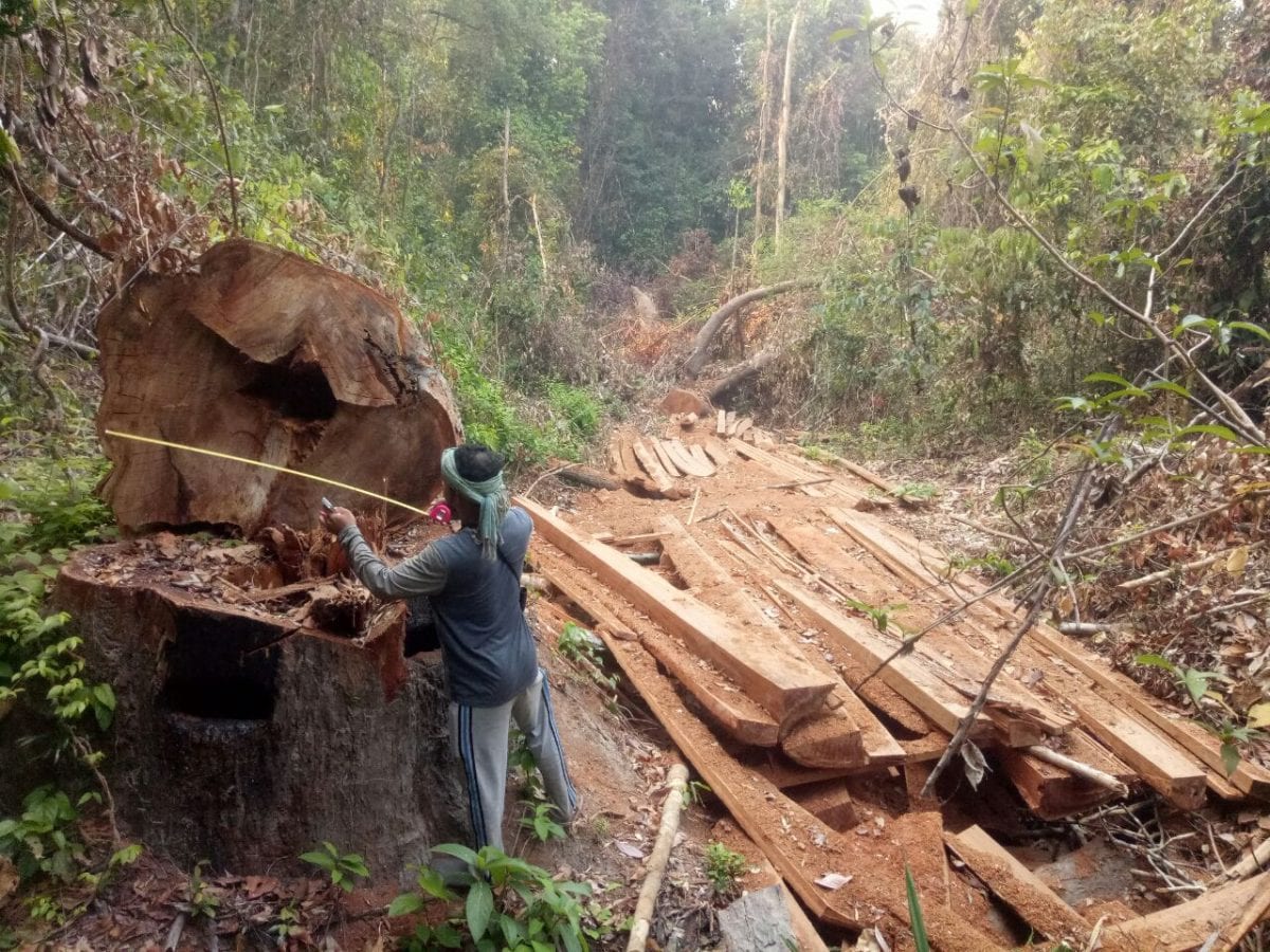 Community members measure an illegally cut tree in the Prey Preah Roka sanctuary on March 2021. CYN