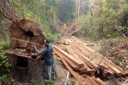 Community members measure an illegally cut tree in the Prey Preah Roka sanctuary on March 2021. CYN