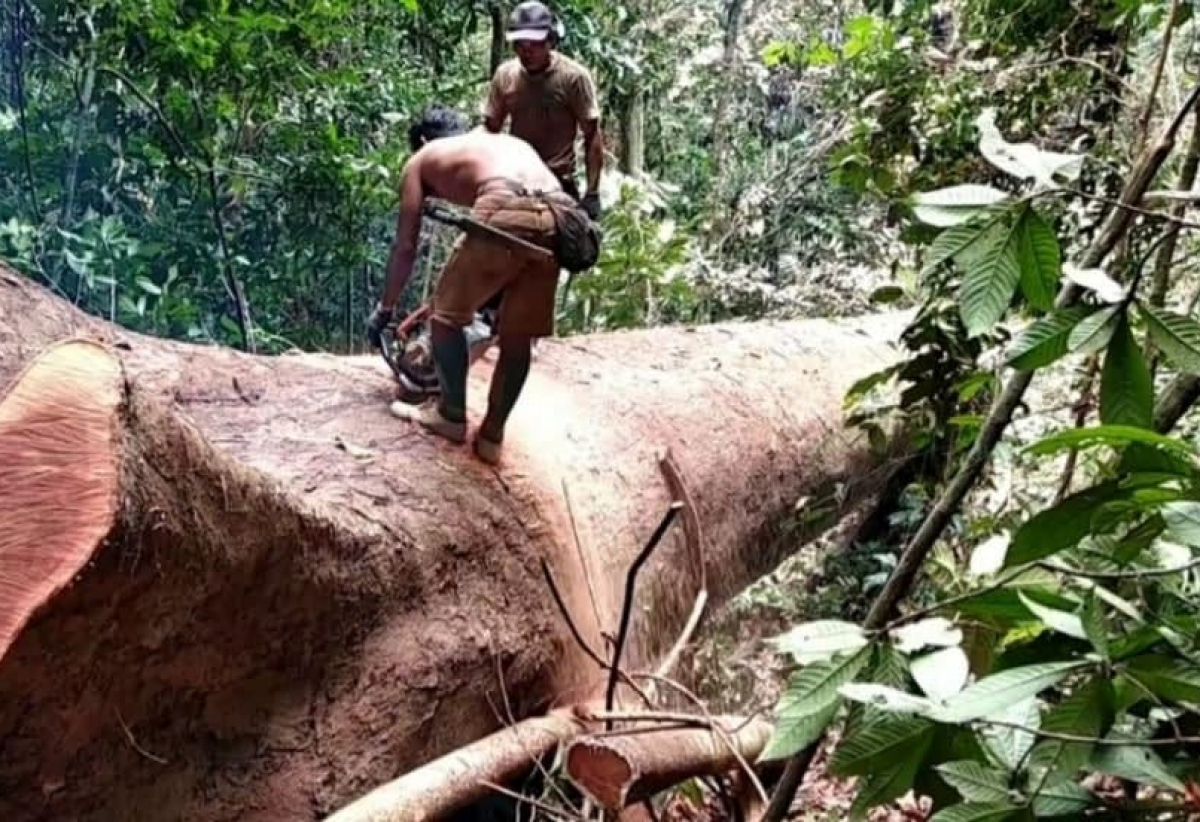 A logger cut big a tree in Prey Lang Wildlife Sanctuary, 10 March, 2020.