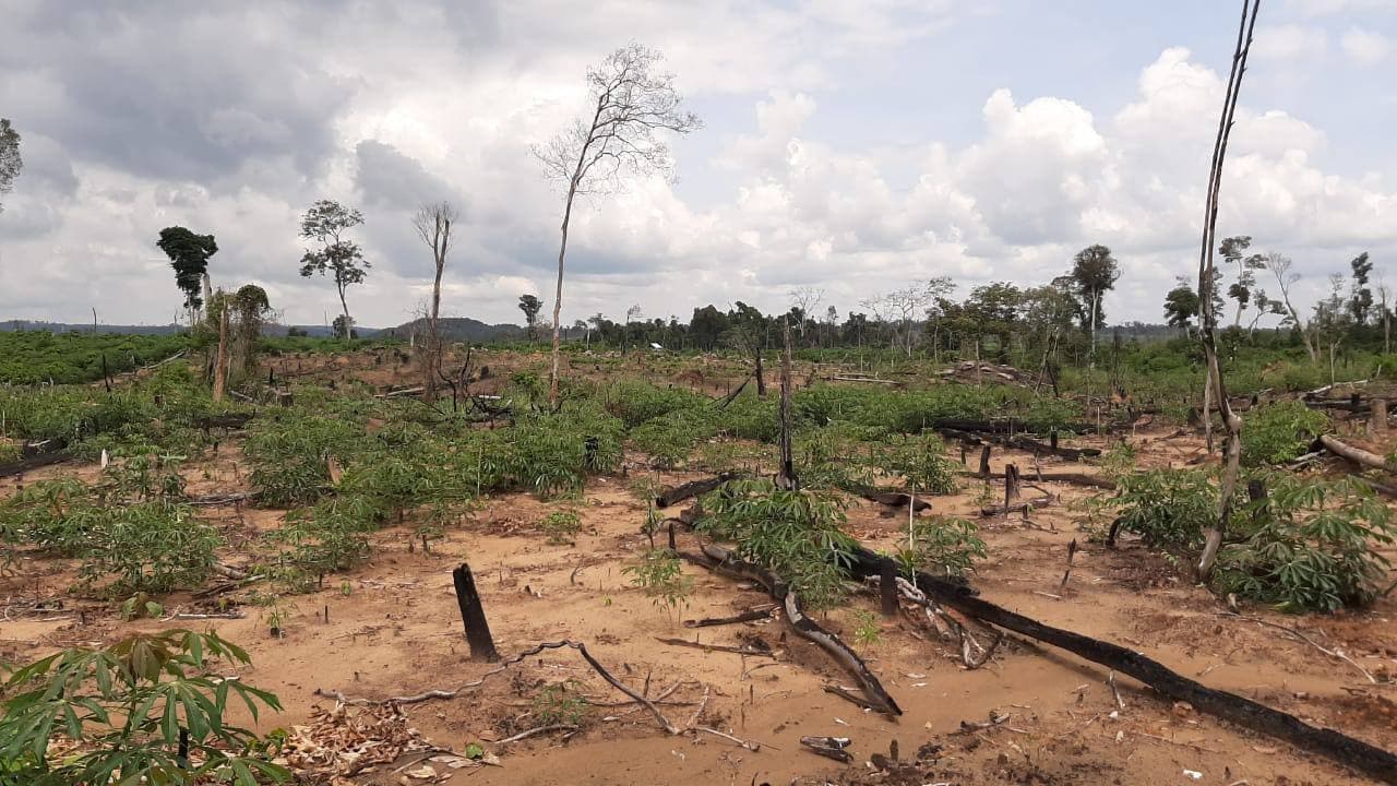 Cassava plants on an illegal cleared portion of the Phnom Ses community forest in Kratie province's Sambo district. Photo taken in October 2020. CYN