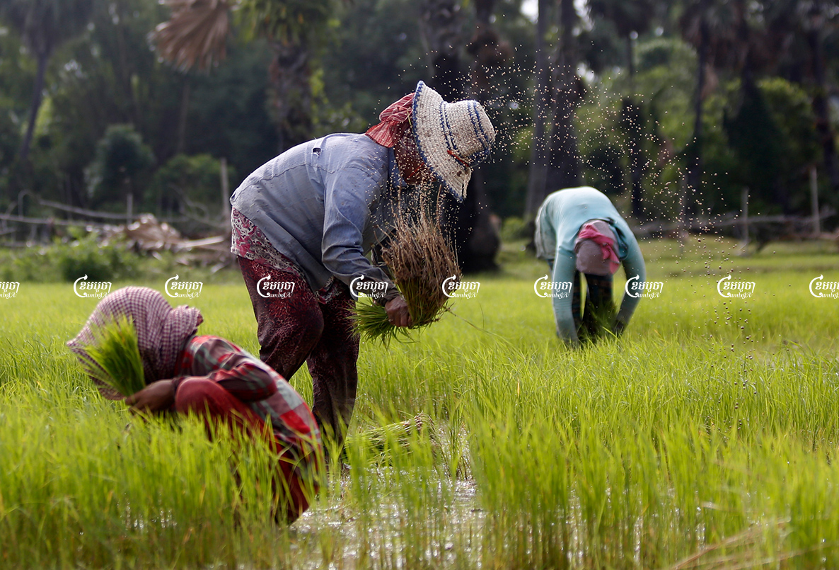 Farmers plant rice in a paddy field in Kampong Chhnag province. Picture taken on August 2016. CamboJA/ Pring Samrang