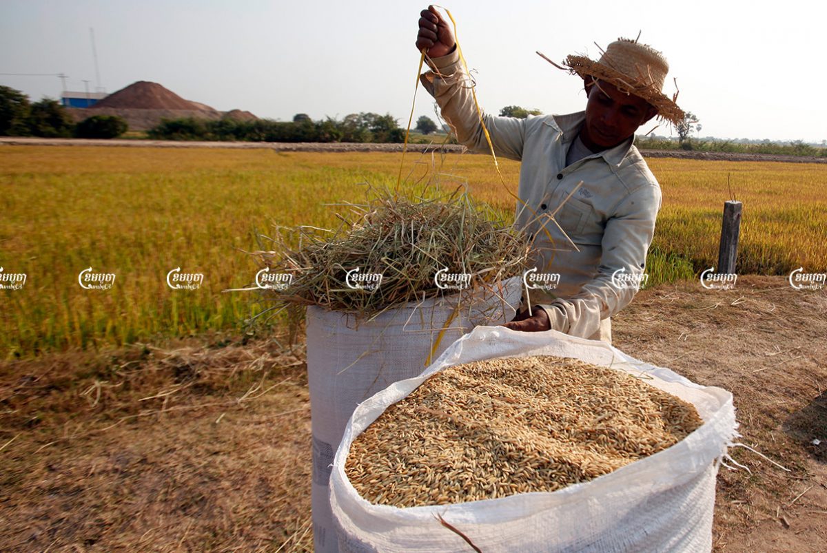 A man packages rice after a harvest in Kandal province. Photo take February 2015. CamboJA/ Pring Samrang