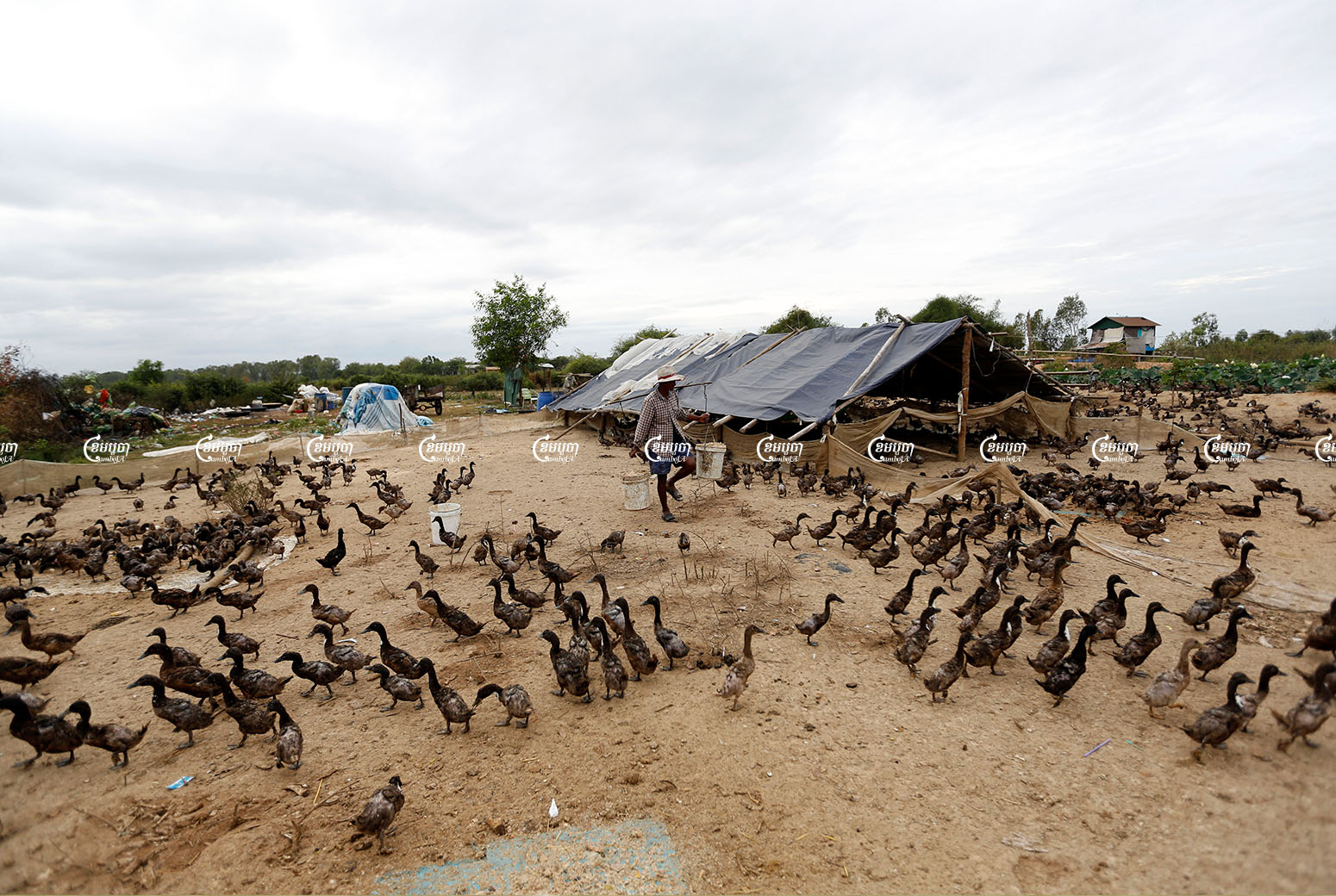 A man feeds ducks at his farm at the outskirts of Phnom Penh, Picture taken on February 2, 2017. CamboJA/ Pring Samrang