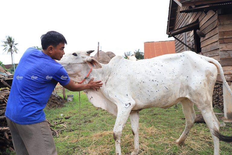 A man looks after his cattle infected with lumpy skin disease in Siem Reap province. Picture taken on September 11, 2021. CamboJA/ Panha Chhorpoan