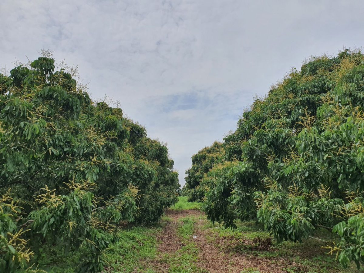 Longan plantations in Pailin province. Thai landowners are reportedly trying to attract Cambodian migrant workers across the border to help bring in this season's harvest. Supplied