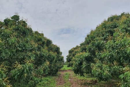 Longan plantations in Pailin province. Thai landowners are reportedly trying to attract Cambodian migrant workers across the border to help bring in this season's harvest. Supplied