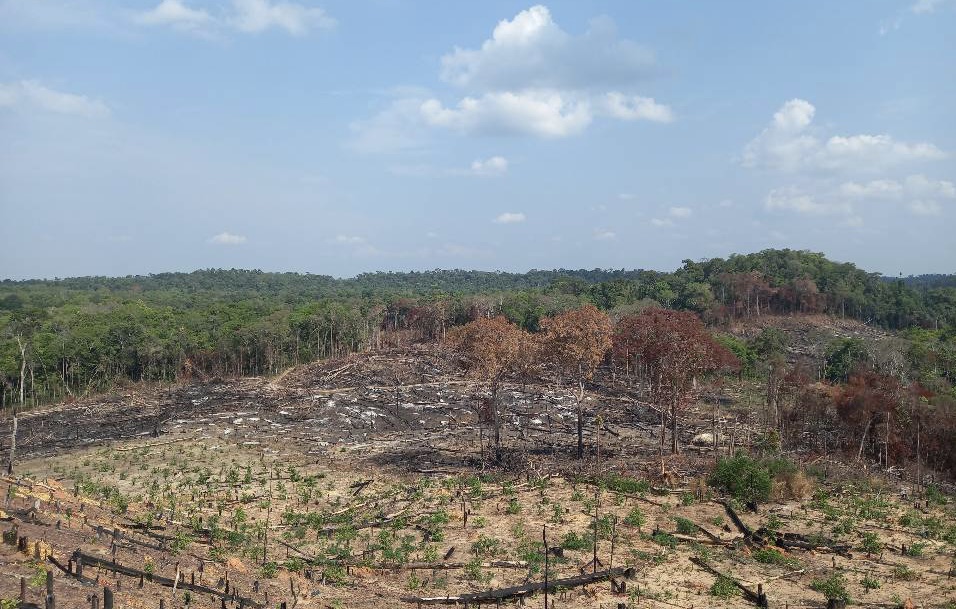 Forest in Preah Vihear province that's been cleared for farming. Photo taken on April 18, 2021. PLCN