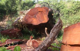 A big tree has been cut along the bank of the Areng river in Koh Kong’s Thmor Bang district, in Bralay commune. Picture taken on 28 March 2022. CamboJA/ Sovann Sreypich