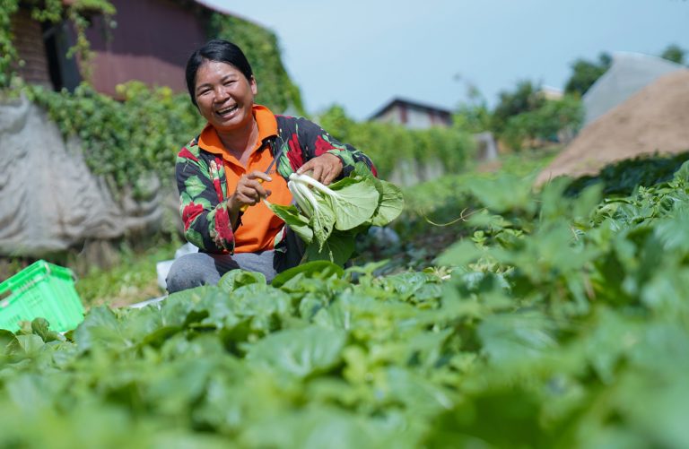 A farmer from the Svay Prateal community in Sa’ang district of Kandal province, harvesting vegetables. Supplied by World Vision Cambodia