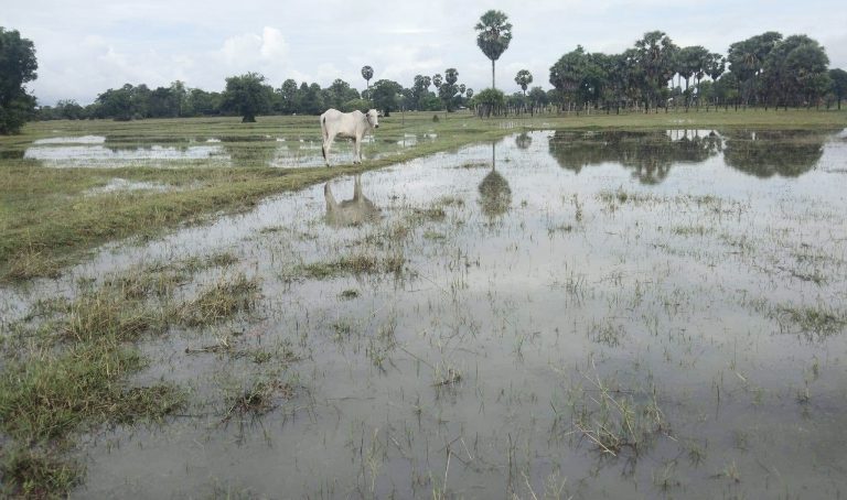 A water-logged rice field after heavy rains in Kralanh district, Siem Reap province, June 21, 2022. Photo Supplied