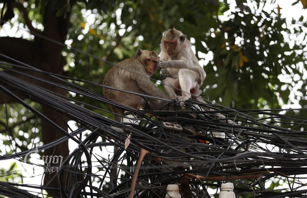 Wild monkeys are seen on electric poles near Wat Phnom in Phnom Penh on November 19, 2022. CamboJA/Pring Samrang
