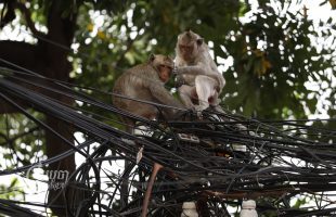 Wild monkeys are seen on electric poles near Wat Phnom in Phnom Penh on November 19, 2022. CamboJA/Pring Samrang