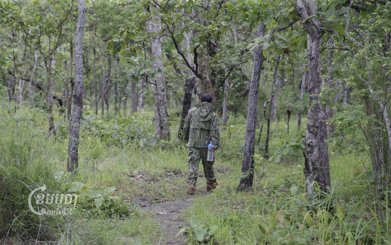 A conservation ranger walking inside Prey Lang forest in Preah Vihear province on June 9, 2020. (CamboJA/ Panha Chhorpoan)