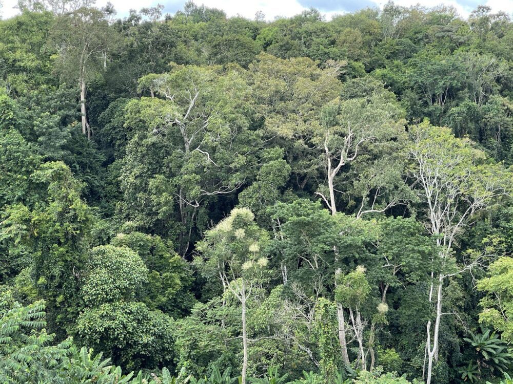 Mondulkiri's forest landscape in 2021. (CamboJA/Khy Sovuthy)