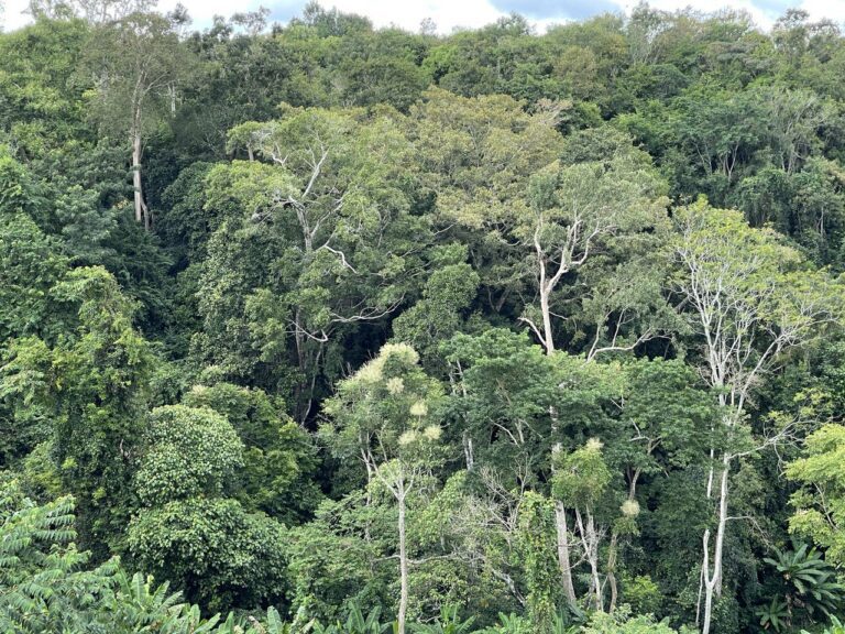 Mondulkiri's forest landscape in 2021. (CamboJA/Khy Sovuthy)