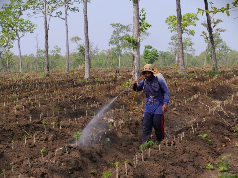 A migrant laborer sprays fertilizer on someone else’s cassava fields in the forest by Prey Veng village in March 2023. (CamboJA/Jack Brook)