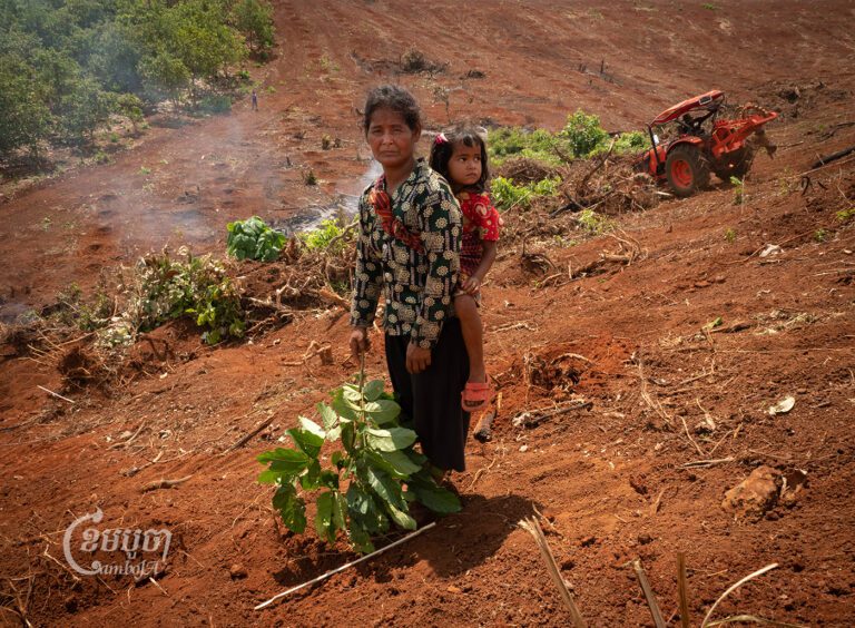 TitleImage: Heng Hea and her daughter watch as their cashew farm in Andong Meas is destroyed by tractors on May 10, working for the rubber company 7 Makara Phary, which has received an economic land concession overlapping with their land in Ratanakiri. (CamboJA/Jack Brook)