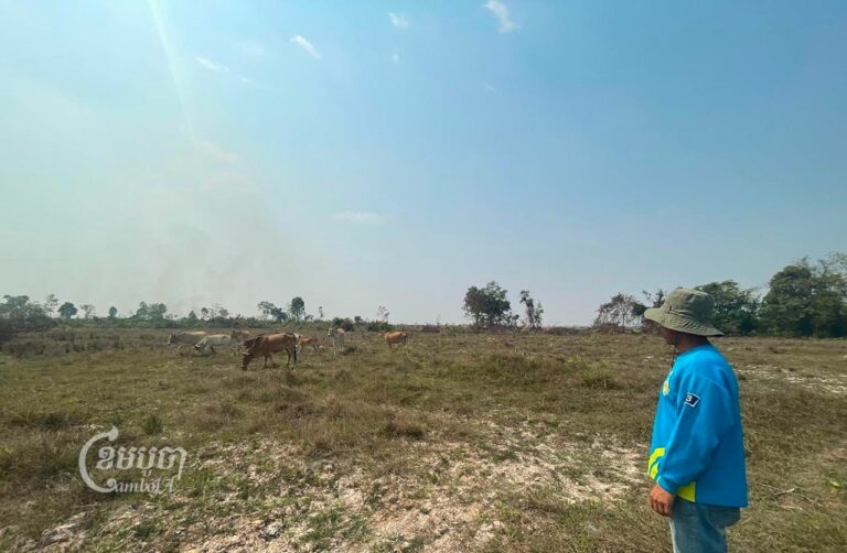 Knou Sovann, 51, shows the 1.5 hectares of farmland at Peak Seng Chas village in Siem Reap’s Peak Sneng commune on March 8, 2023, which authorities will use as a second relocation site for families removed from the Angkor complex. (CamboJA/Khuon Narim)