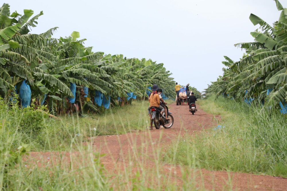 Workers arrive at the banana plantation owned by Vietnamese company Thagrico in Cambodia's northeastern Ratanakiri province in October 2021 (Photo by Sun Narin)