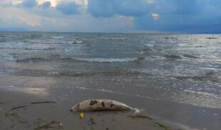 A dolphin found dead along a beach in Kep province on May 31, 2023. (Supplied)