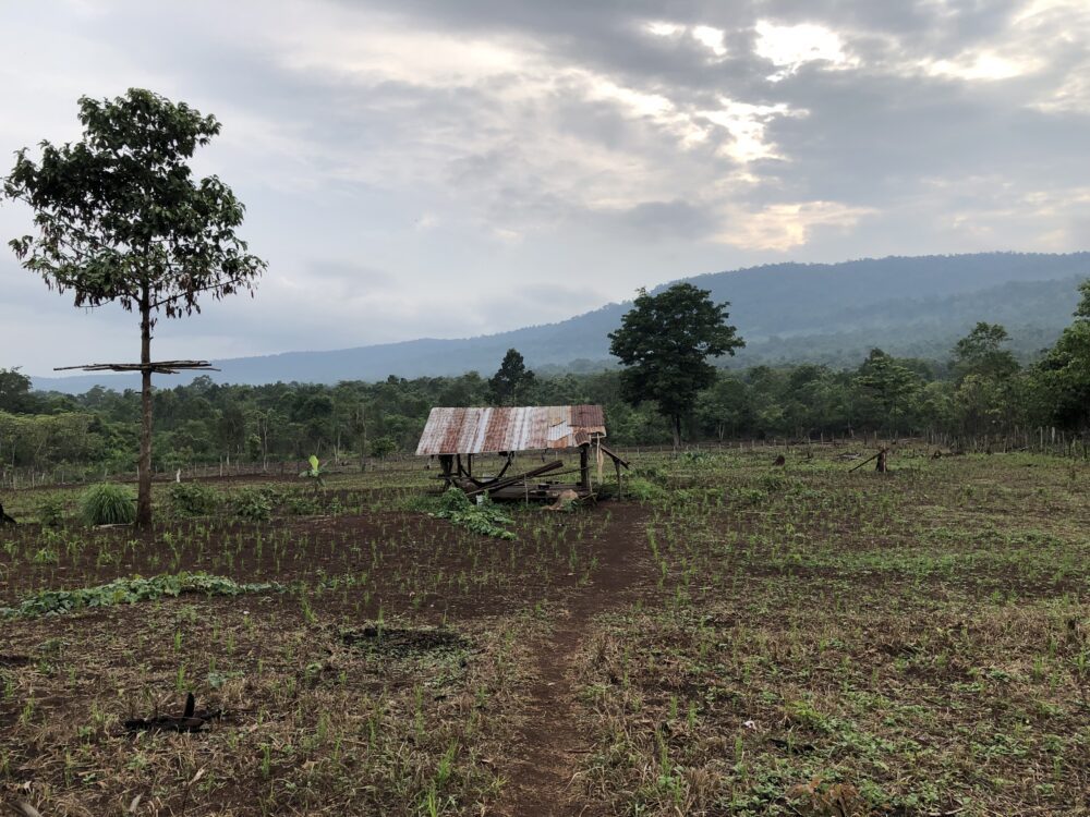A farm run by Chorng indigenous people that uses rotational crop planting, in Areng Valley, Koh Kong province, on May 28, 2023. (CamboJA/ Seoung Nimol)
