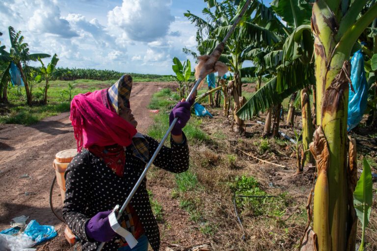 A young worker sprays pesticides on Thaco Agri’s Ratanakiri banana plantation with homemade, ill-fitting personal protection equipment on July 11, 2023. (CamboJA/ Andrew Califf)