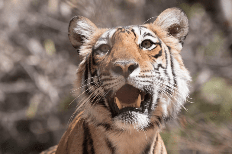 Although larger than the Indochinese tigers that used to live in Cambodia, Bengal tigers such as this one in India’s Ranthambore National Park are the most likely candidates to fly to Cambodia given India’s successful tiger conservation efforts. (Andrew Califf)