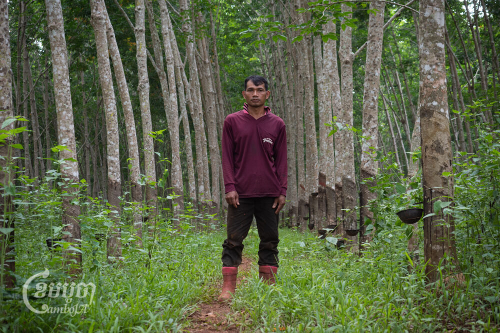Pu Lu villager farmer Maly Kim stands on his three hectare farm which Socfin had cleared and planted with rubber trees, which Kim now farms; however, the company demands he pay back the costs of planting and preparing the land. (CamboJA/Jack Brook)