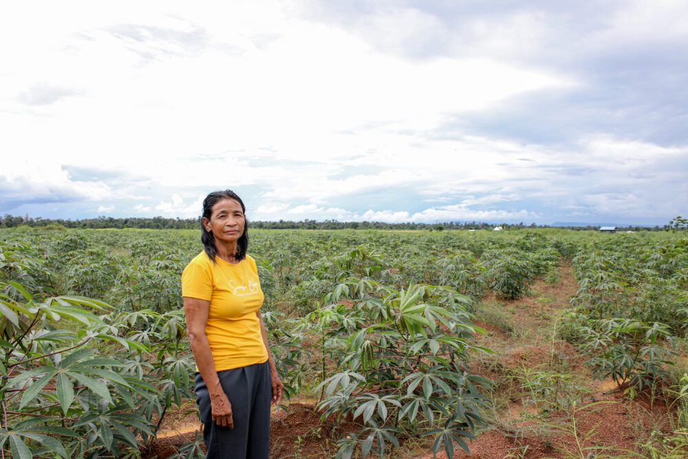 Hoy Mai, a plaintiff in a historic class action lawsuit, stands in front of her field of cassava plants. She lost five hectares of farmland in Oddar Meanchey after the Cambodian government granted an Economic Land Concession in 2008 to a subsidiary of the Thai sugar company Mitr Phol. (Lay Sophanna)
