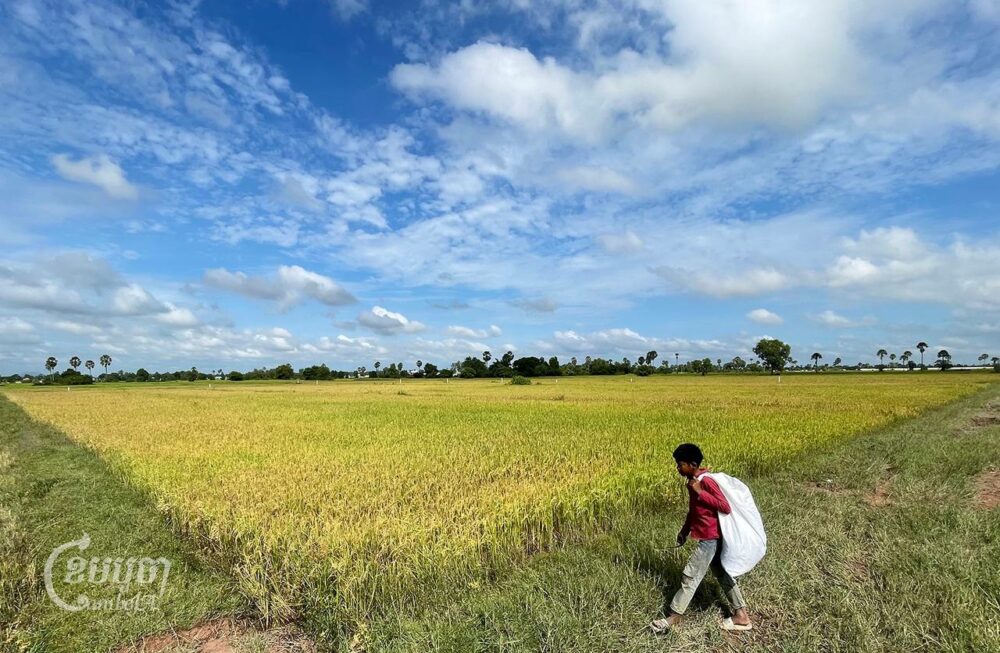 View of paddy fields in Kandal province. Picture taken on November 2, 2023. (CamboJA/ Pring Samrang)