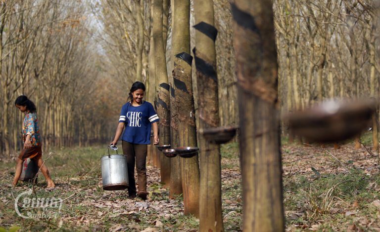 Workers collect resin of rubber plantation at a farm in Tbong Khmum province, February 2019. (CamboJA/Pring Samrang)