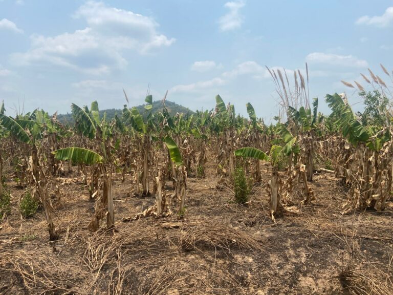 The banana plantation owned by HAGL in Ratanakiri province closed due to infestation and disease. Photo taken on May 2024. (Him Khortiet)