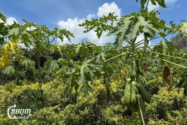 Papaya and chili crops grow along the planned route of the Funan Techo Canal in Kien Svay district, Kandal province. The farmland is expected to be fully affected by the project. May 6, 2025. (CamboJA/Seoung Nimol)